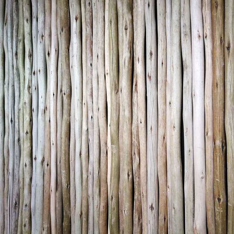 Listón de Eucalipto